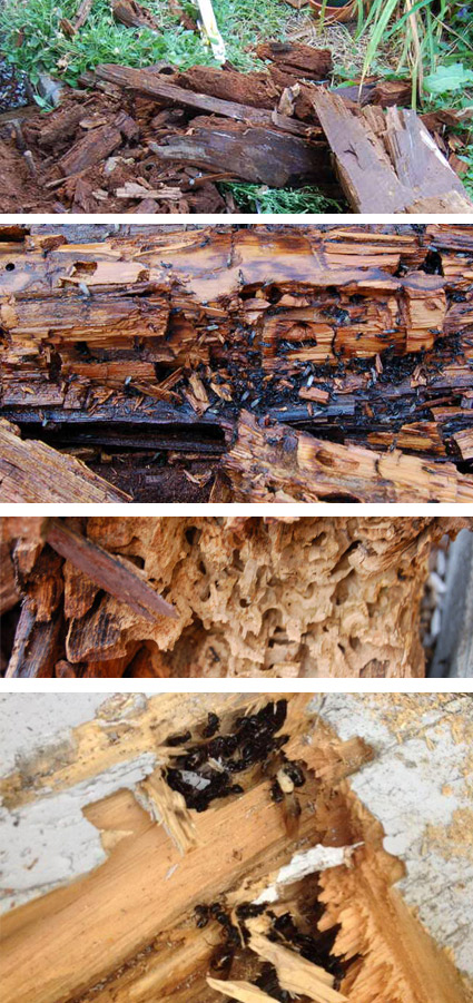 Dommage cause par Fourmis Charpentiere, Exterminateur